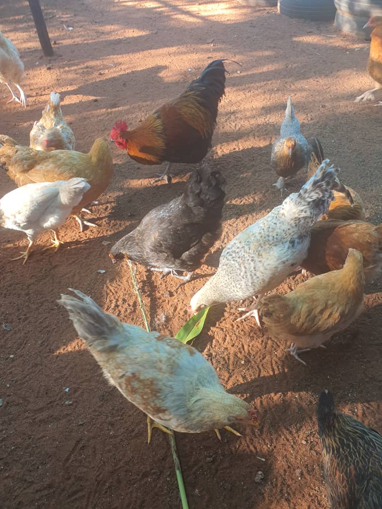 Setswana Chickens