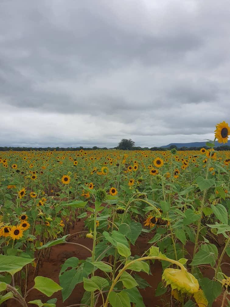 Sunflower